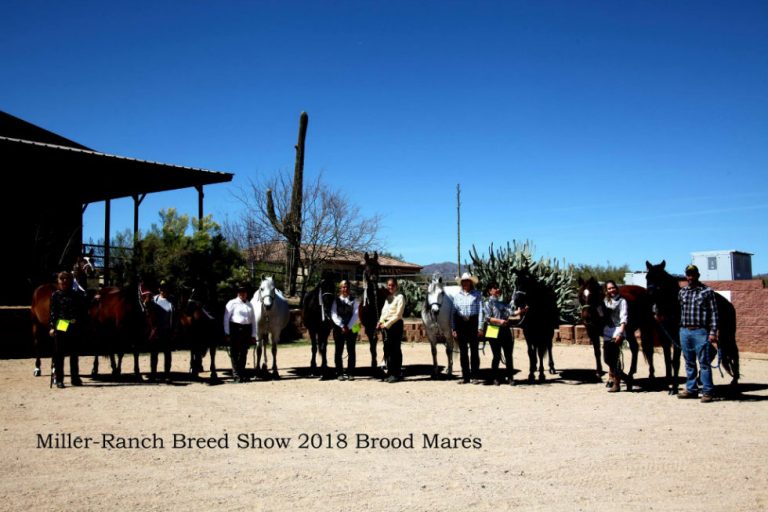 Breed show at the Miller-Ranch in Arizona
