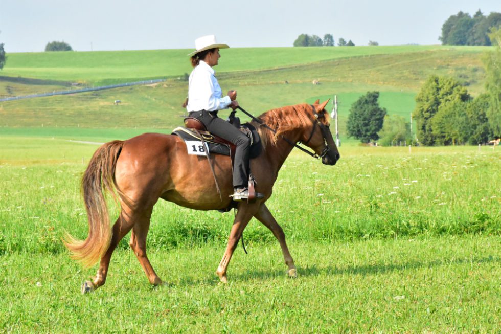 Gänge der Missouri Fox Trotter