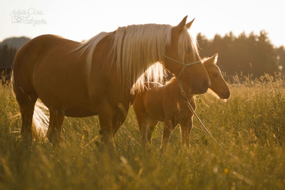 You are currently viewing   Information for breeders on new regulations in animal breeding law