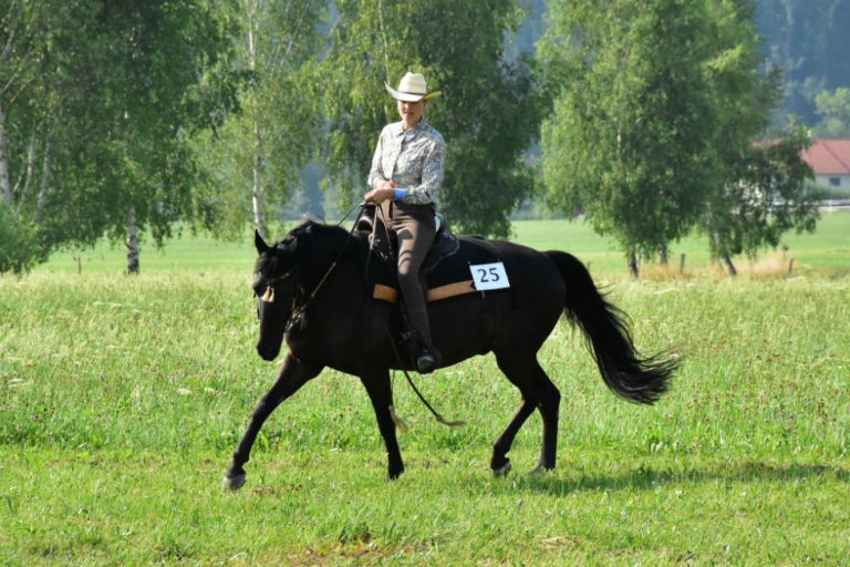 Missouri Foxtrotter