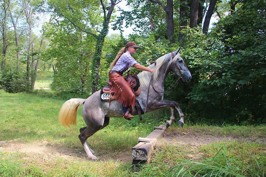 Missouri Foxtrotter