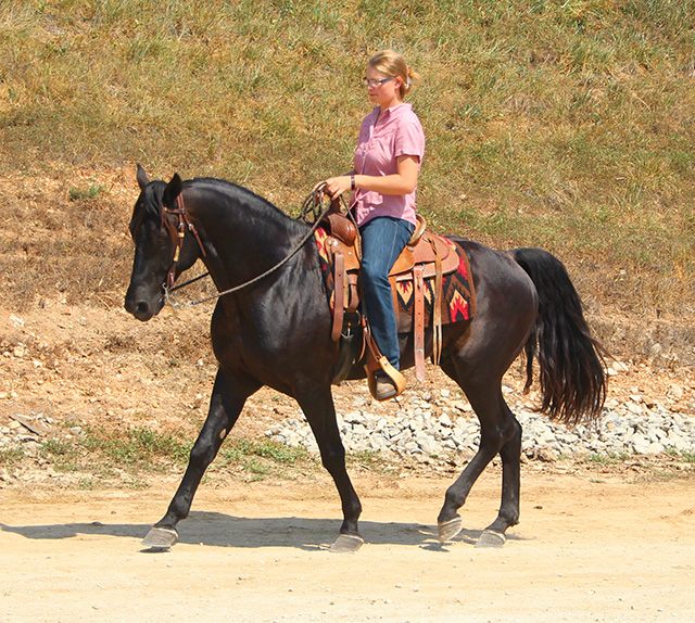 Missouri Foxtrotter