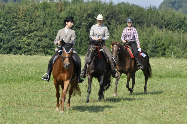 Missouri Foxtrotter