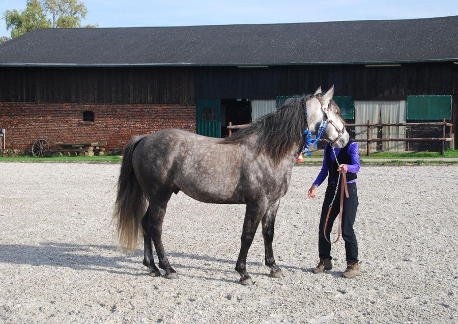 Missouri Fox Trotter Zuchthengst & Renate Daub