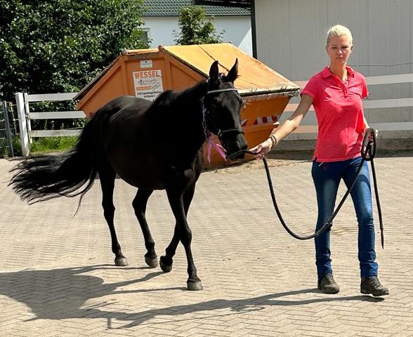 Read more about the article 2. Hoftermin am 19.08.2023 auf der Weser Mountain Stable Ranch in Coppenbrügge
